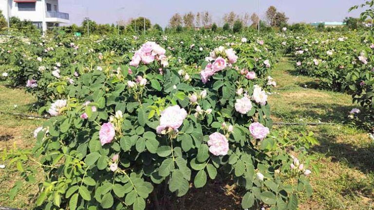 Damask Roses