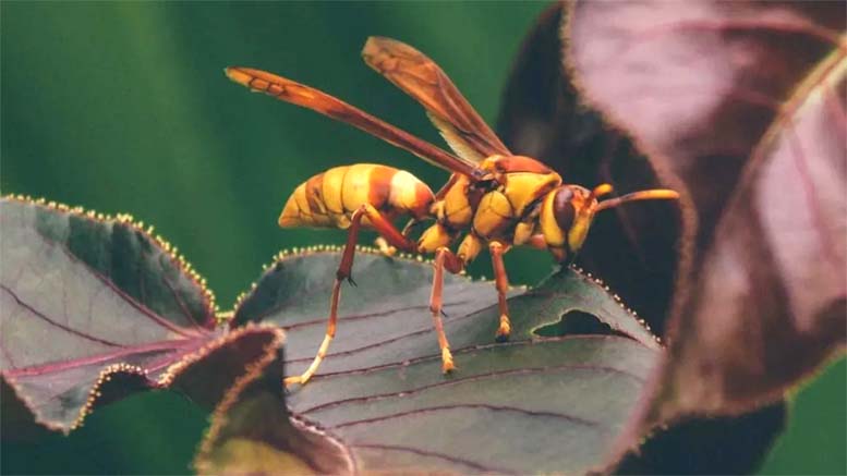 wasps