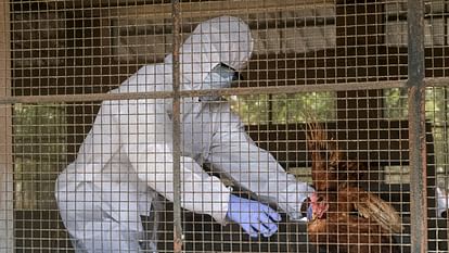 bird-flu_08f724375cde46602481db75df3bf9a3