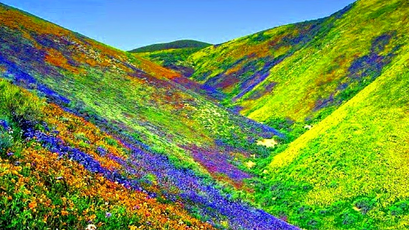 Valley Of Flowers